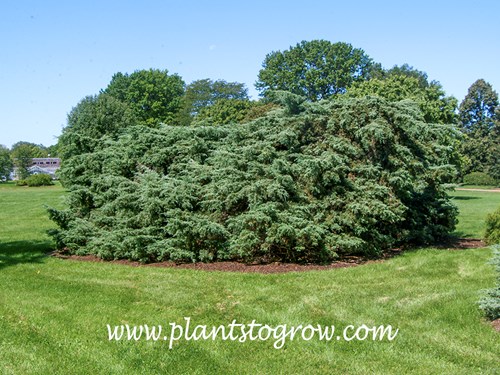 Hetzii Juniper (Juniperus x pfitzeriana)
A very old large, mature plant.